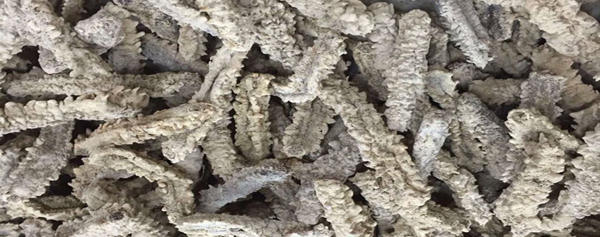 从加拿大入口海参怎样清关？？？？需要哪些资质？？？？