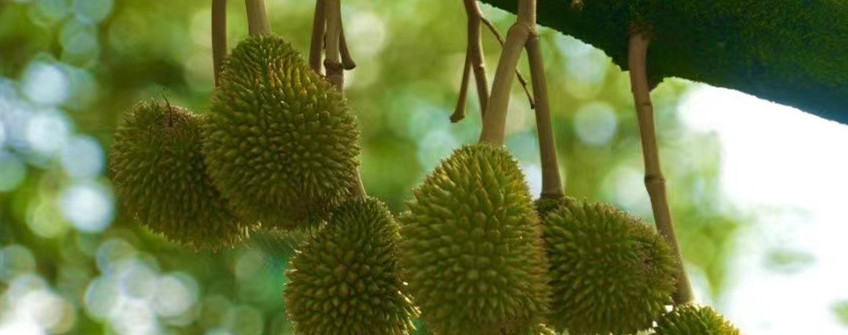 水果清关：榴莲入口通关需要哪些资料