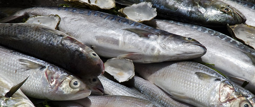 冻鱼入口流程和手续？？？？？？