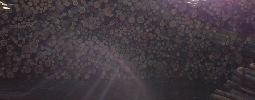 防城港清关：日本柳杉木原木入口清关解决计划