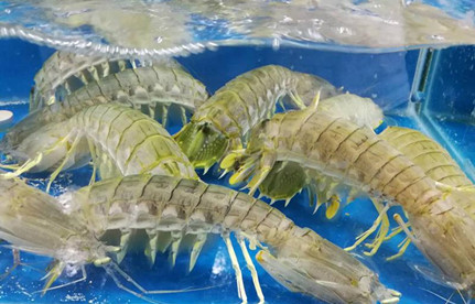 海鲜怎么入口报关？？？？？？有哪些注重事项？？？？？？